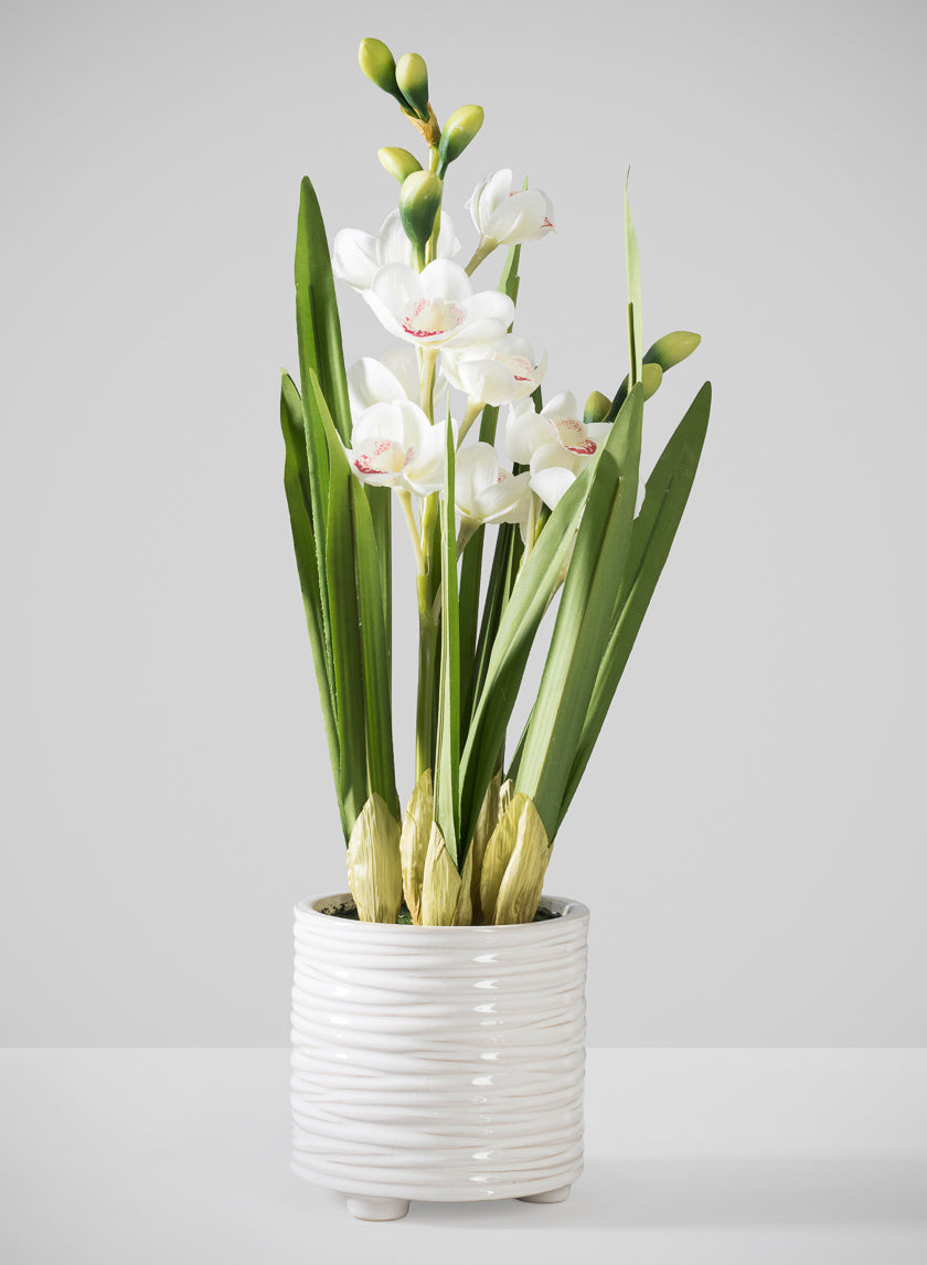 20.5in Tall Real Touch 2 Stem Cymbidium Orchid in Decorative Ceramic Pot