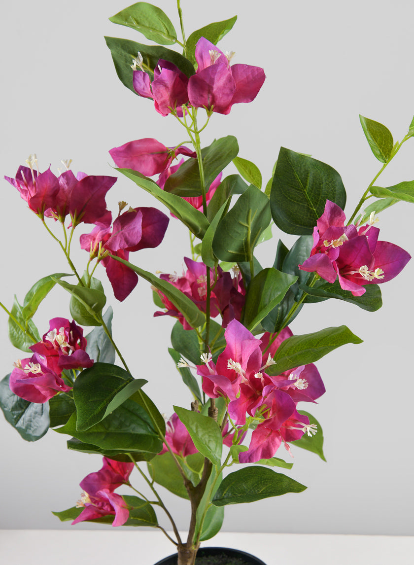 26in Long Blooming Red Bougainvillea In a Pot