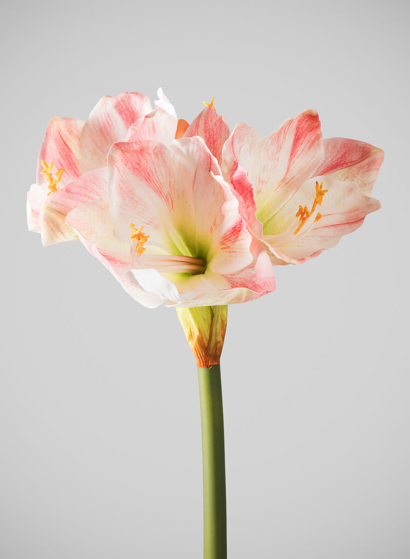 24in Long Real Touch Real Look Amaryllis Stem Blushing Pink