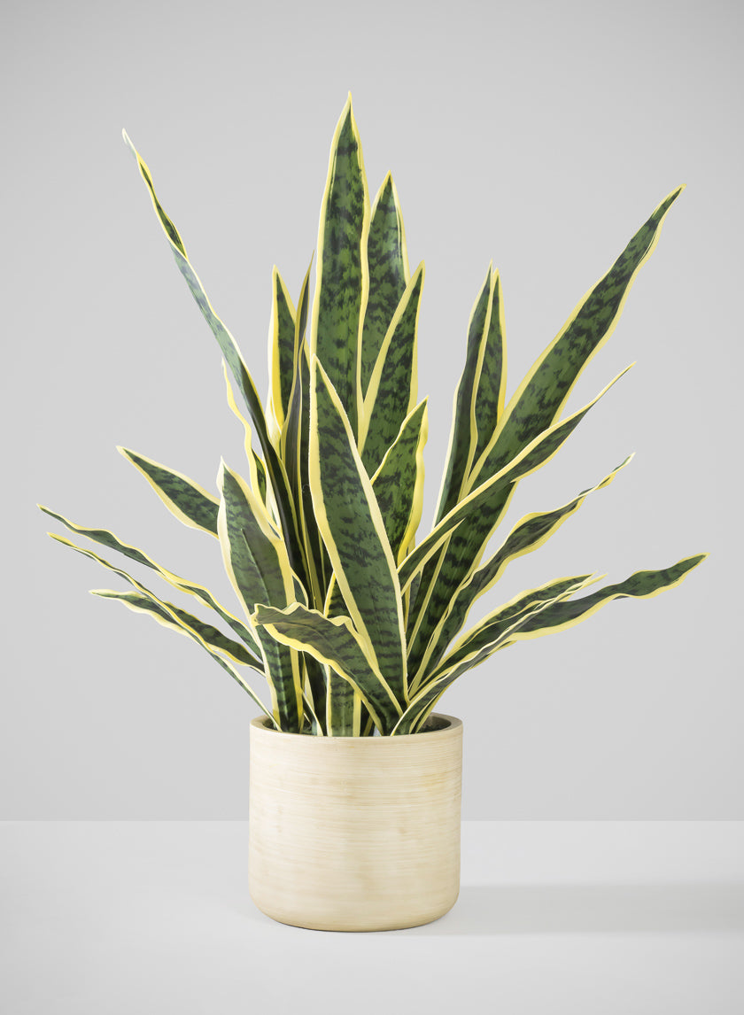 27in Tall Real Touch Real Look Snake Plant in Pot