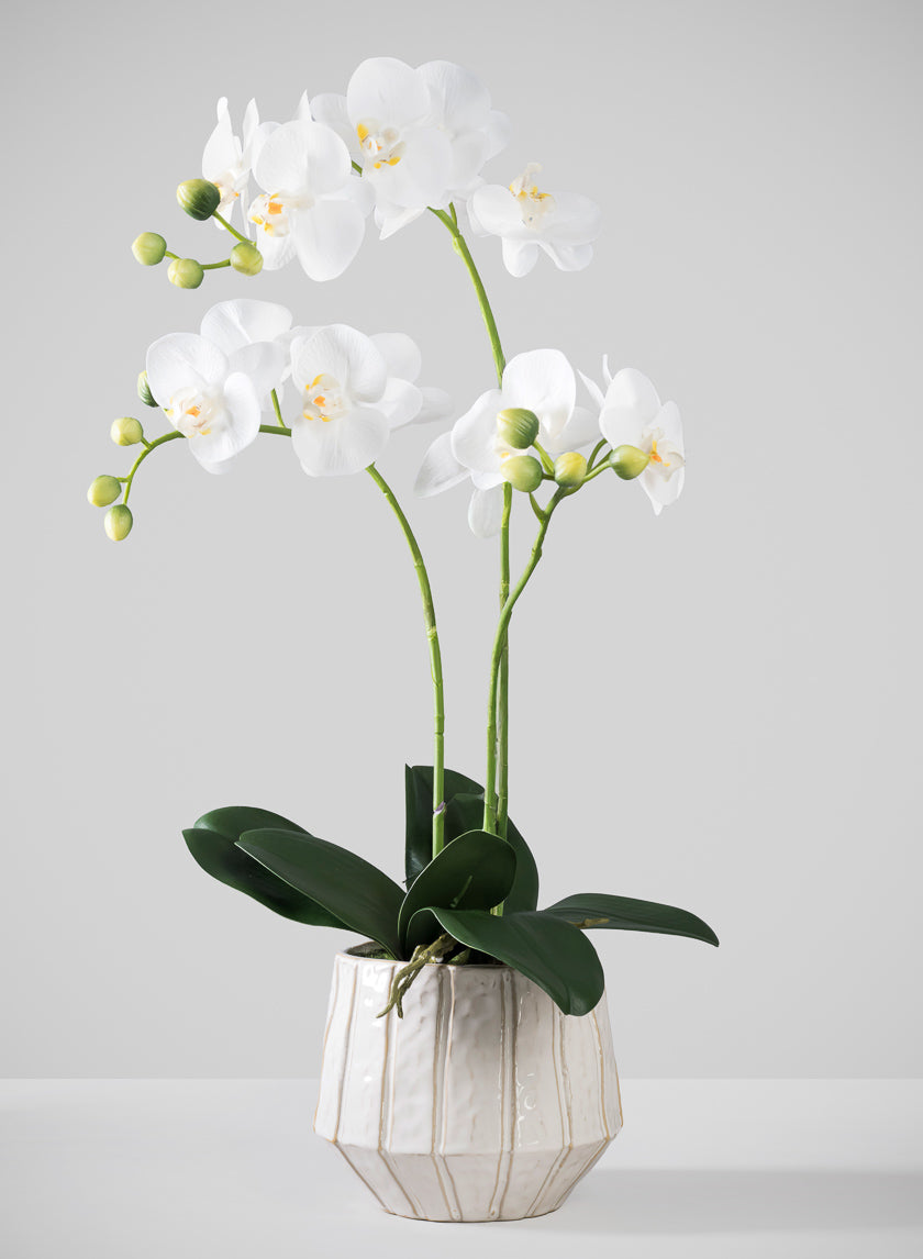 23in Tall Real Touch 3 Stem Blooming Orchid Phalaenopsis in Decorative Ceramic Pot