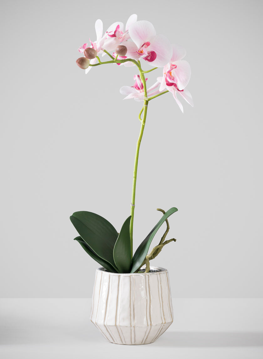 19in Tall Real Touch Blooming Orchid Phalaenopsis in Decorative Ceramic Pot