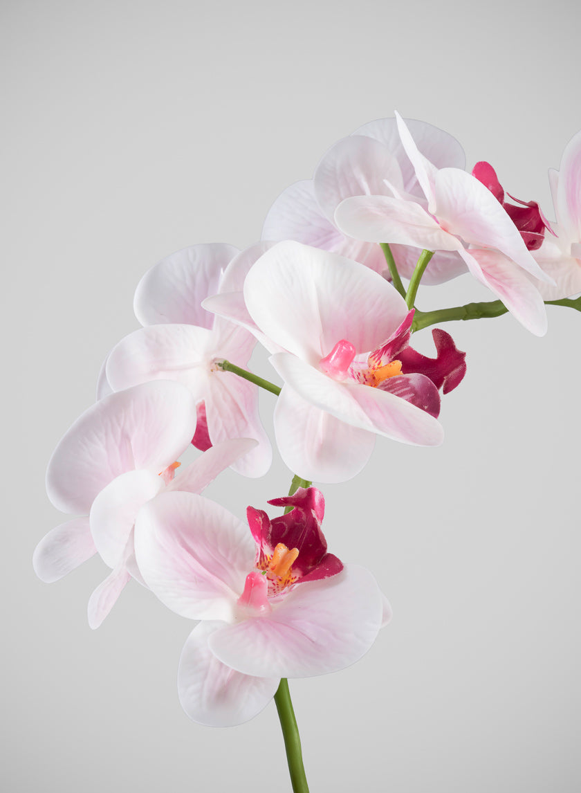 19in Tall Real Touch Blooming Orchid Phalaenopsis in Decorative Ceramic Pot