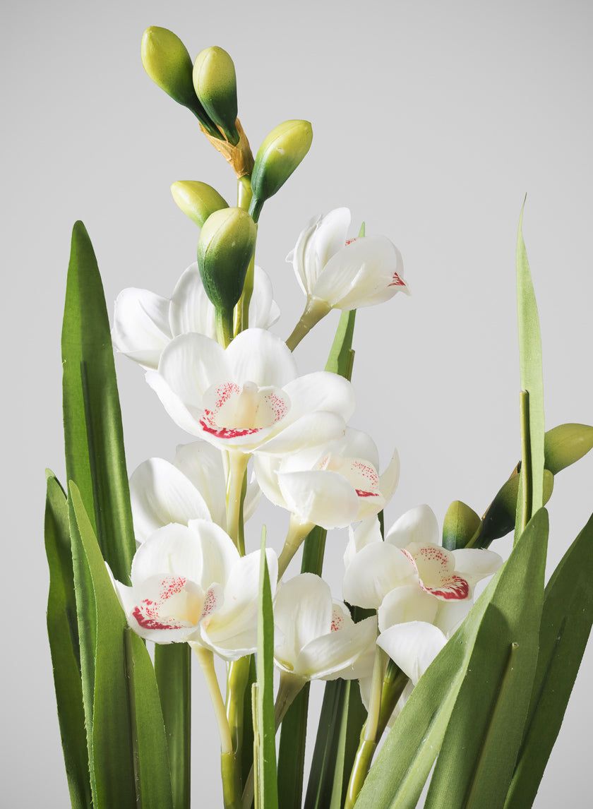 20.5in Tall Real Touch 2 Stem Cymbidium Orchid in Decorative Ceramic Pot