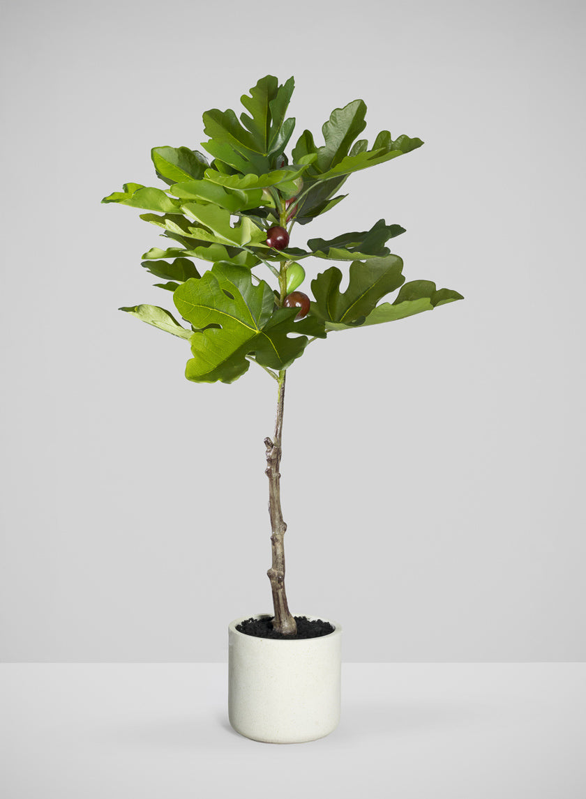 36in Tall Real Touch Real Look Fig Tree in Cement Pot