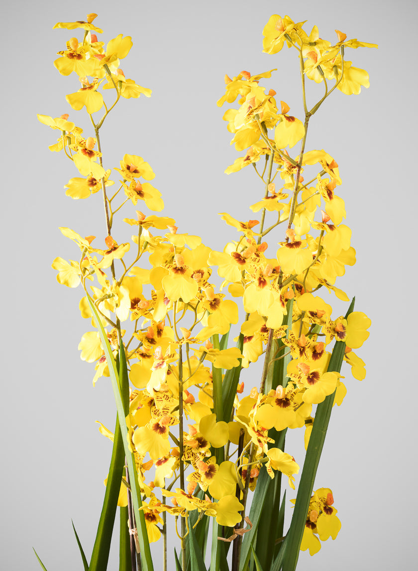 32in Tall Real Touch 6 Stem Giant Orchid Oncidium in Pot