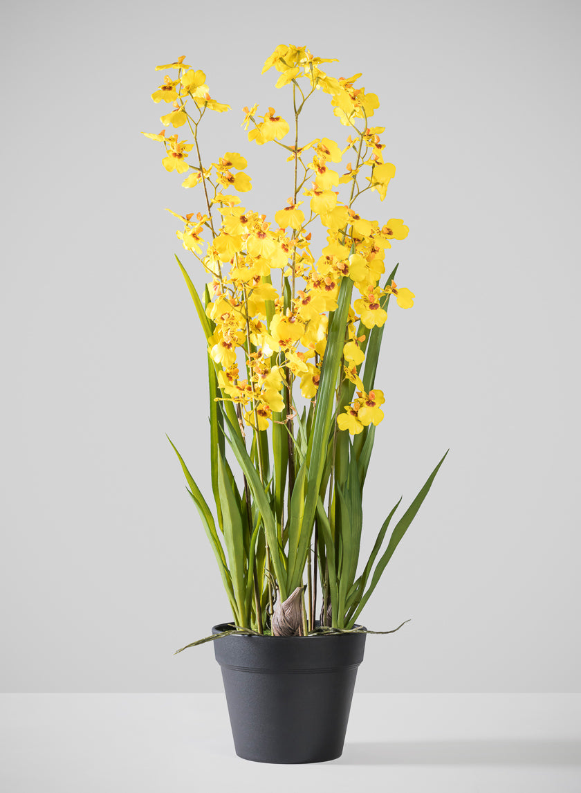 32in Tall Real Touch 6 Stem Giant Orchid Oncidium in Pot