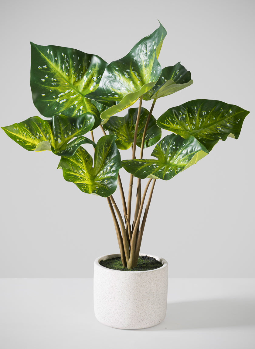 22in Tall Real Touch 9 Stem Green Caladium in White Cement Pot