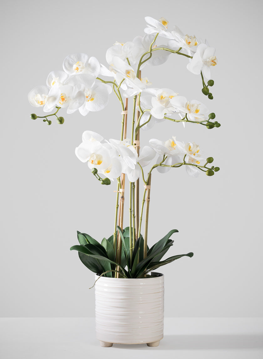 31in Tall Real Touch 5 Stem Blooming Orchid Phalaenopsis in Decorative Ceramic Pot
