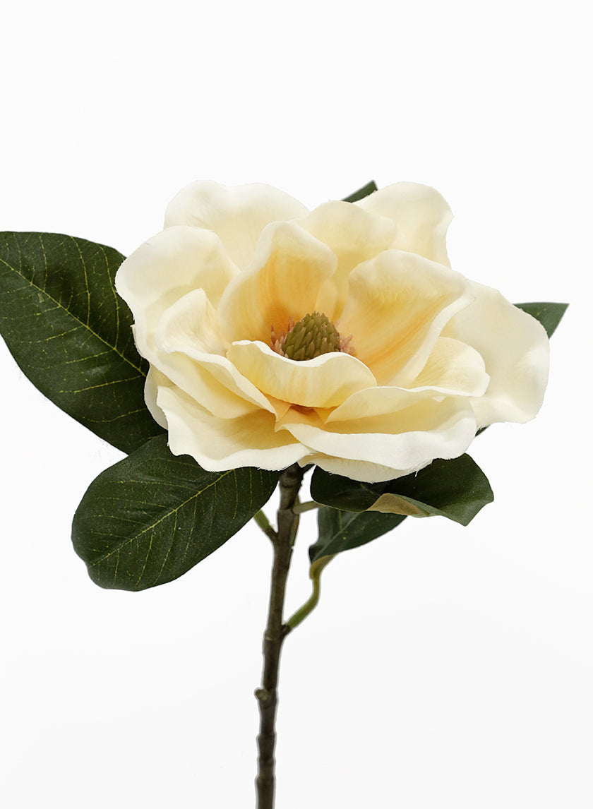 28in Long Antique Yellow Magnolia, Case of 12