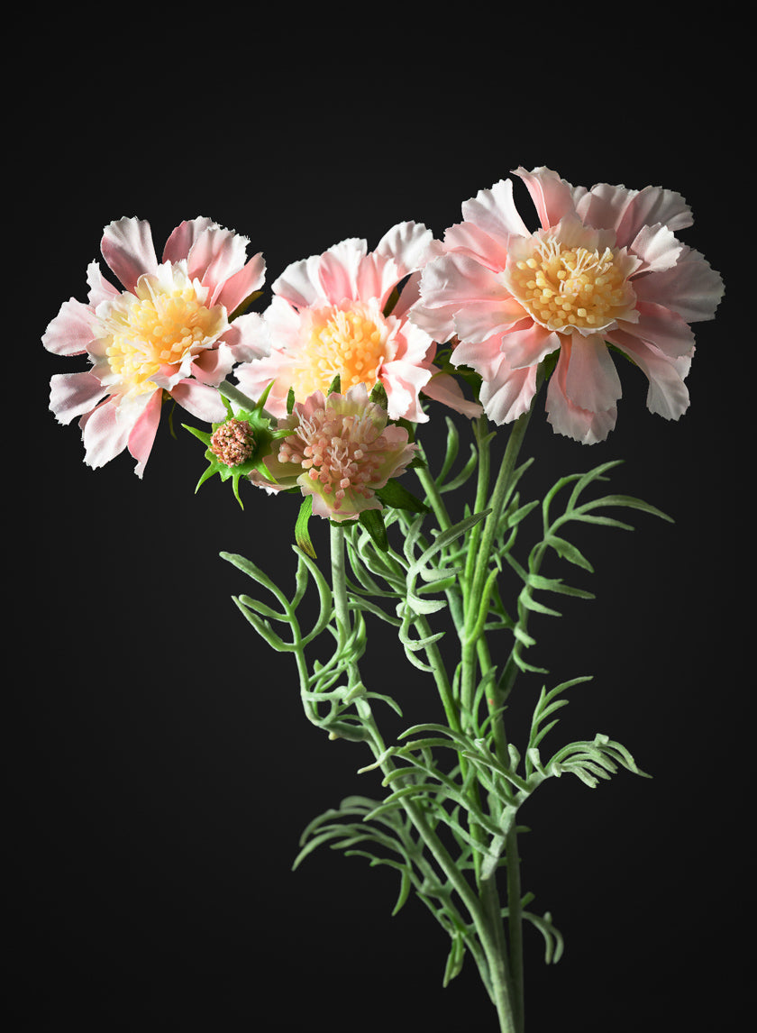 24in Long Scabiosa, Case of 12