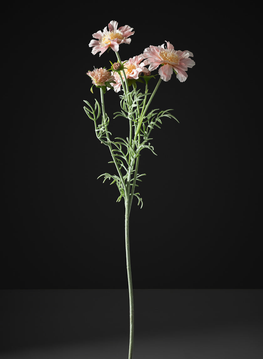 24in Long Scabiosa, Case of 12