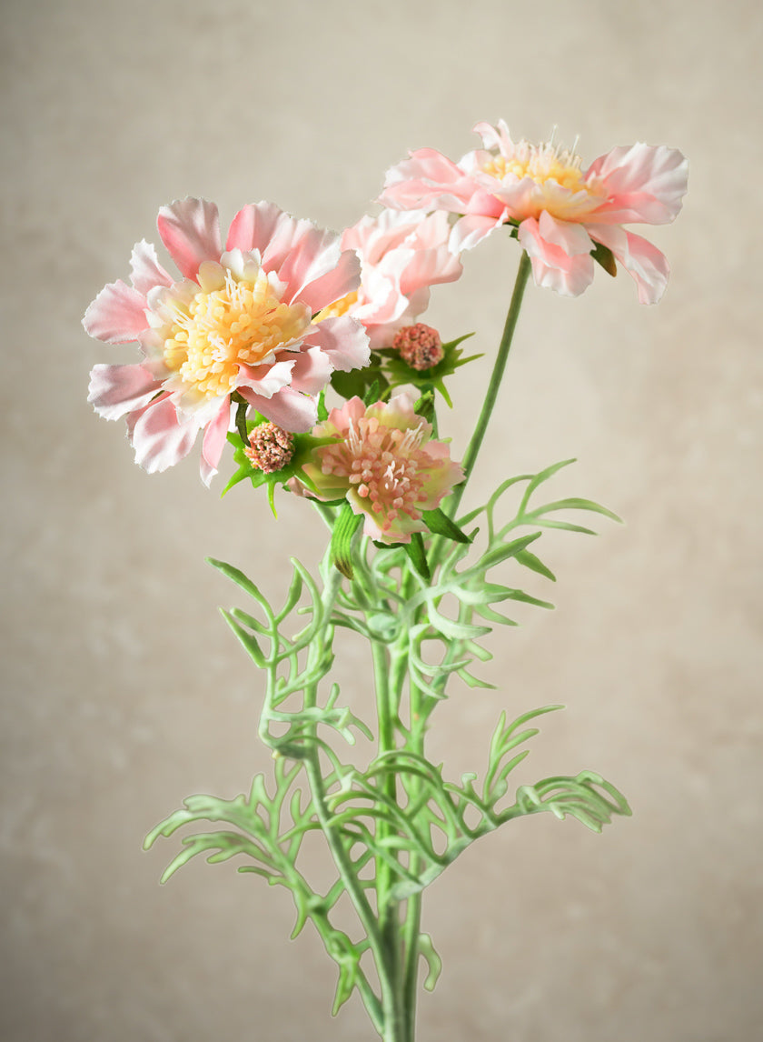 24in Long Scabiosa, Case of 12