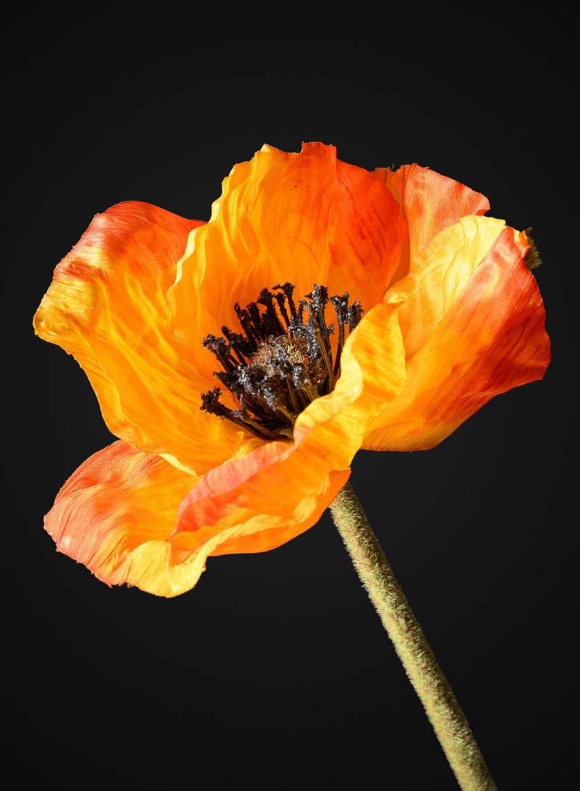 27in Long Orange Poppy Stem, Case of 12