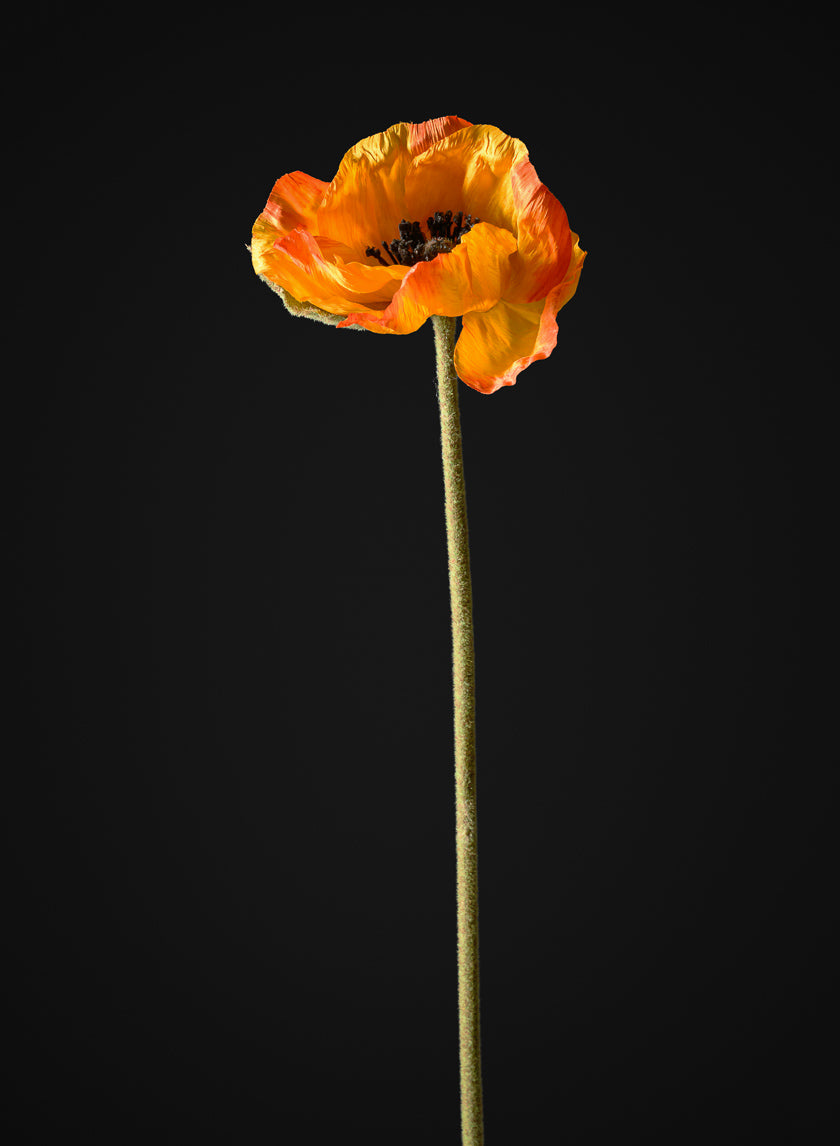 27in Long Orange Poppy Stem, Case of 12