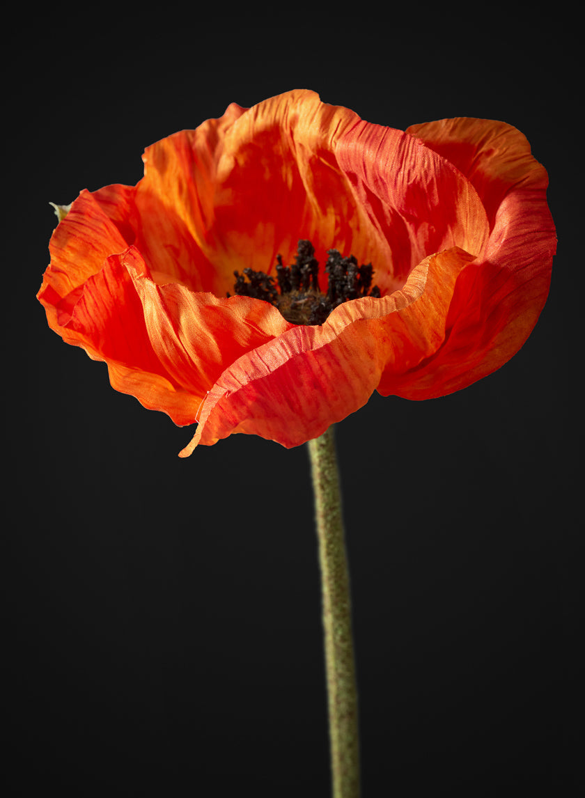 27in Long Red Poppy Stem, Case of 12