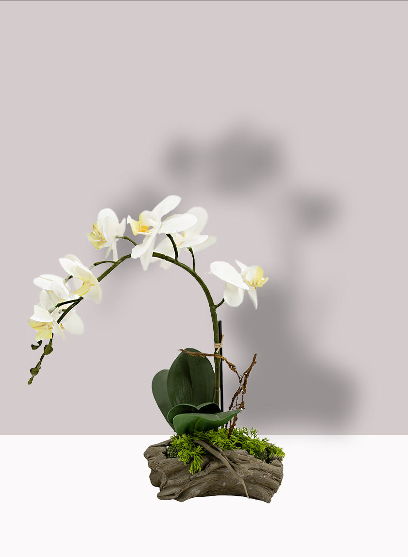 14in Tall White Phalaenopsis Orchid in Driftwood Planter