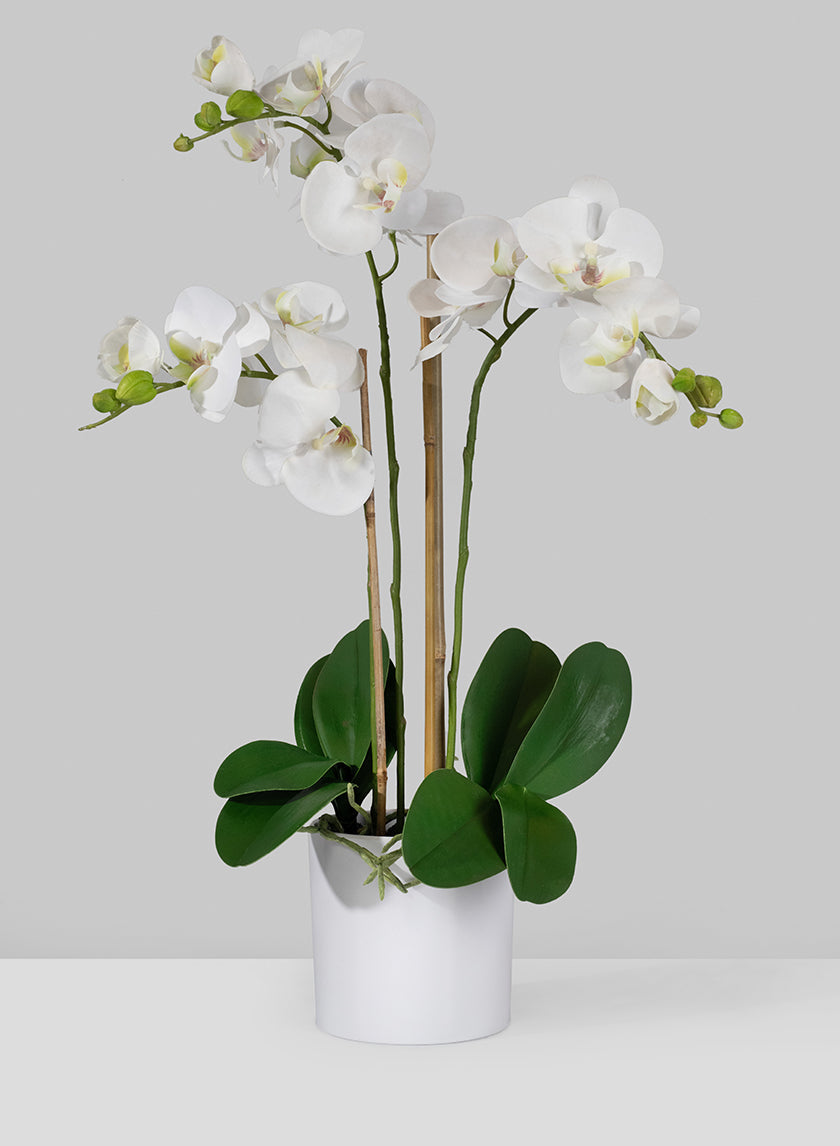 26in Tall of 3 White Phalaenopsis Orchids In Pot