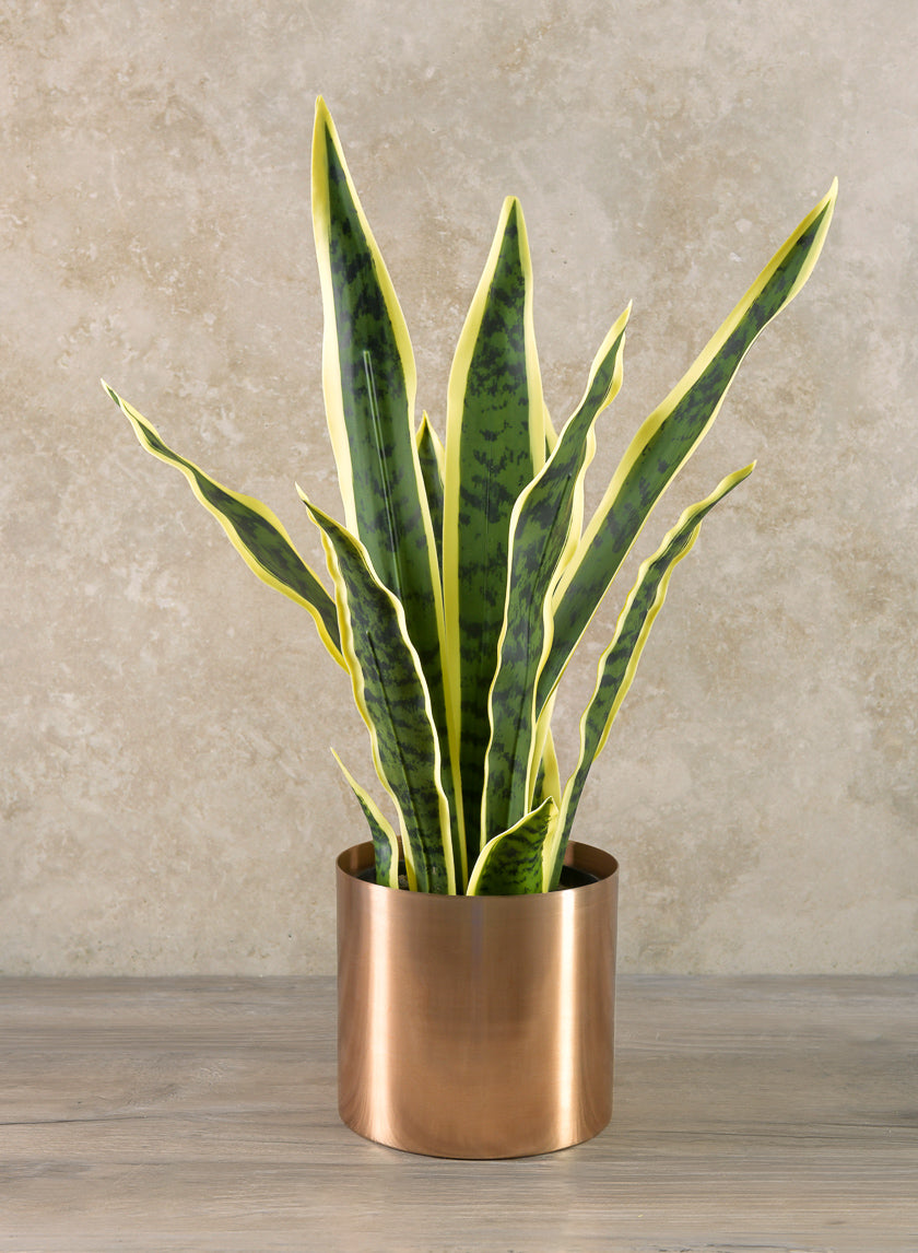 20in Tall Potted Real Touch Sansevieria, Case of 4