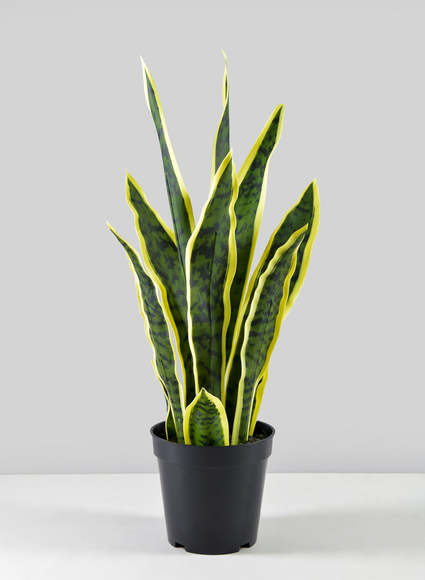 20in Tall Potted Real Touch Sansevieria, Case of 4