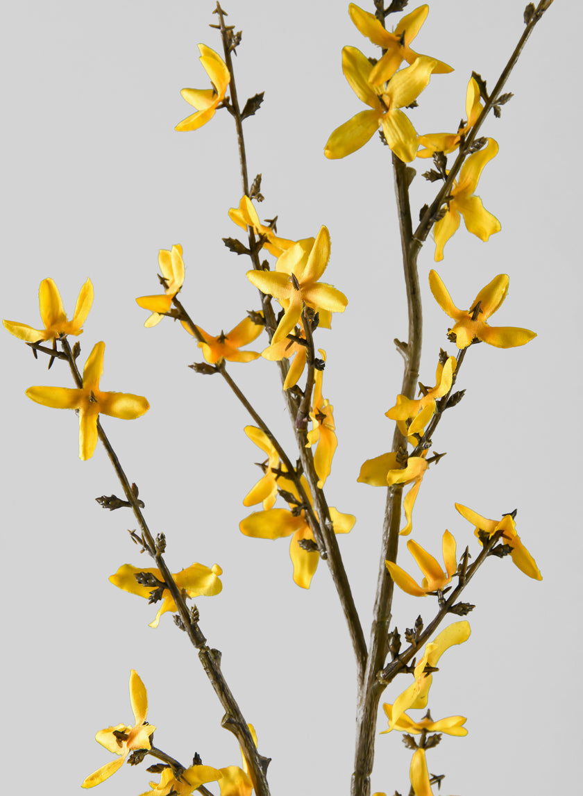 24in Long Blooming Forsythia Branch, Case of 12
