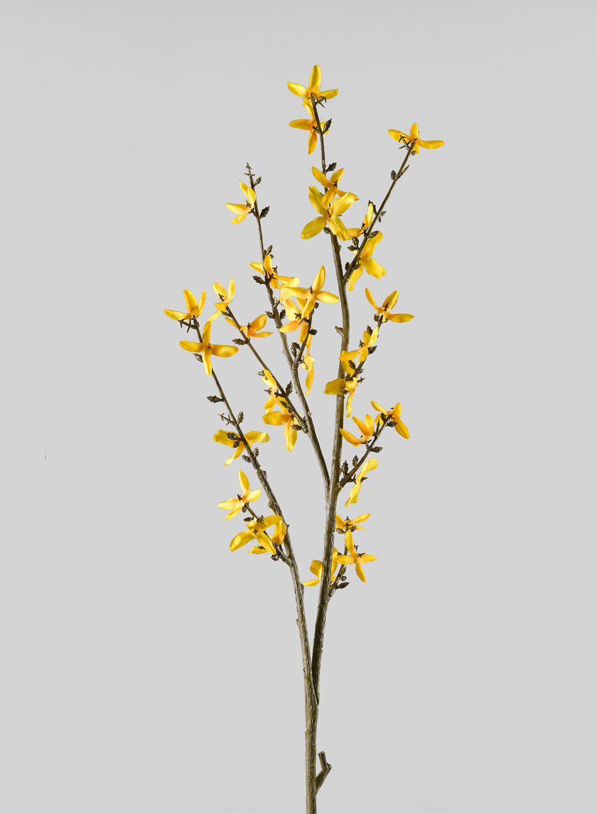 24in Long Blooming Forsythia Branch, Case of 12