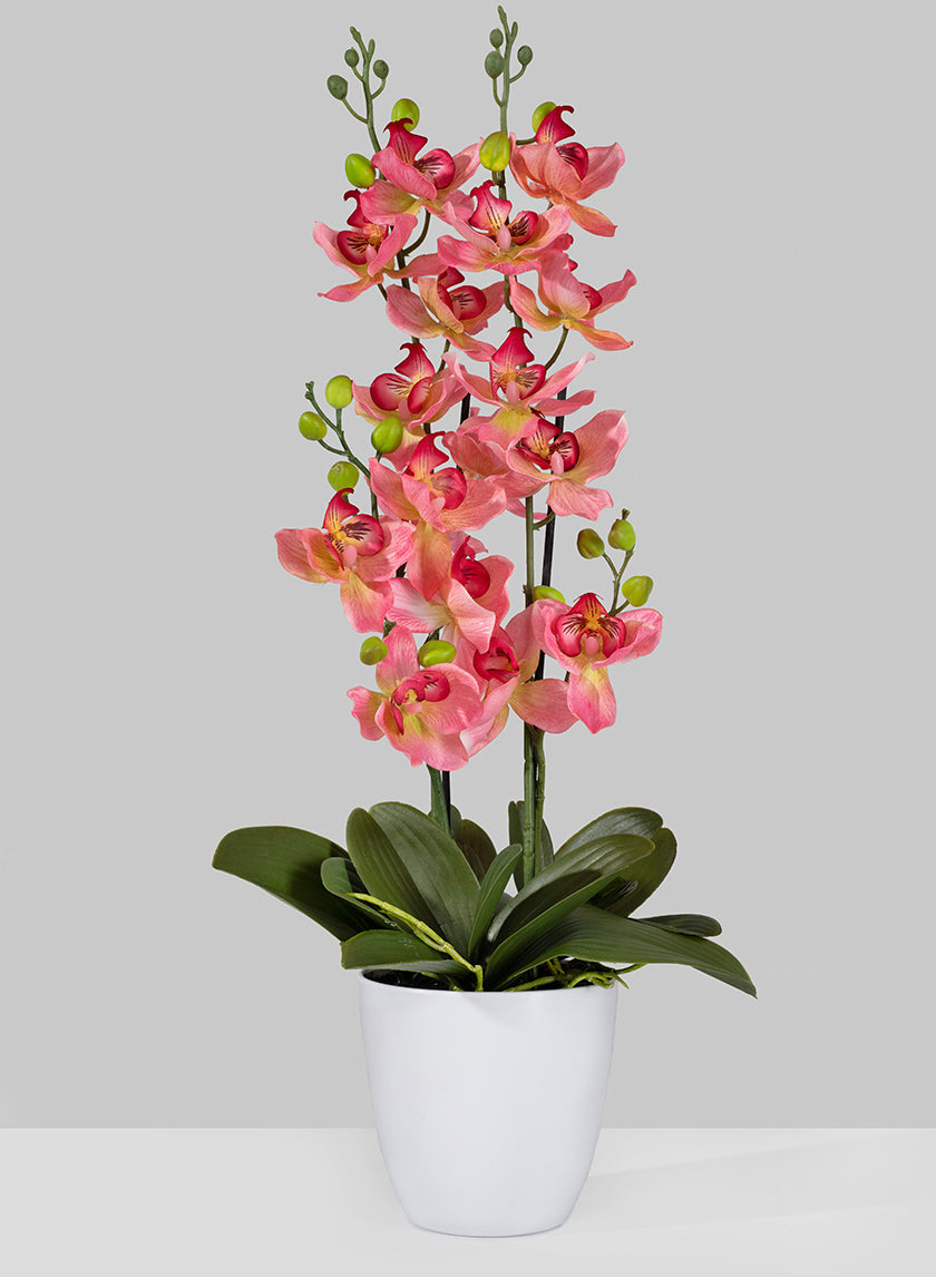26in Tall Pink Orchid In Pot