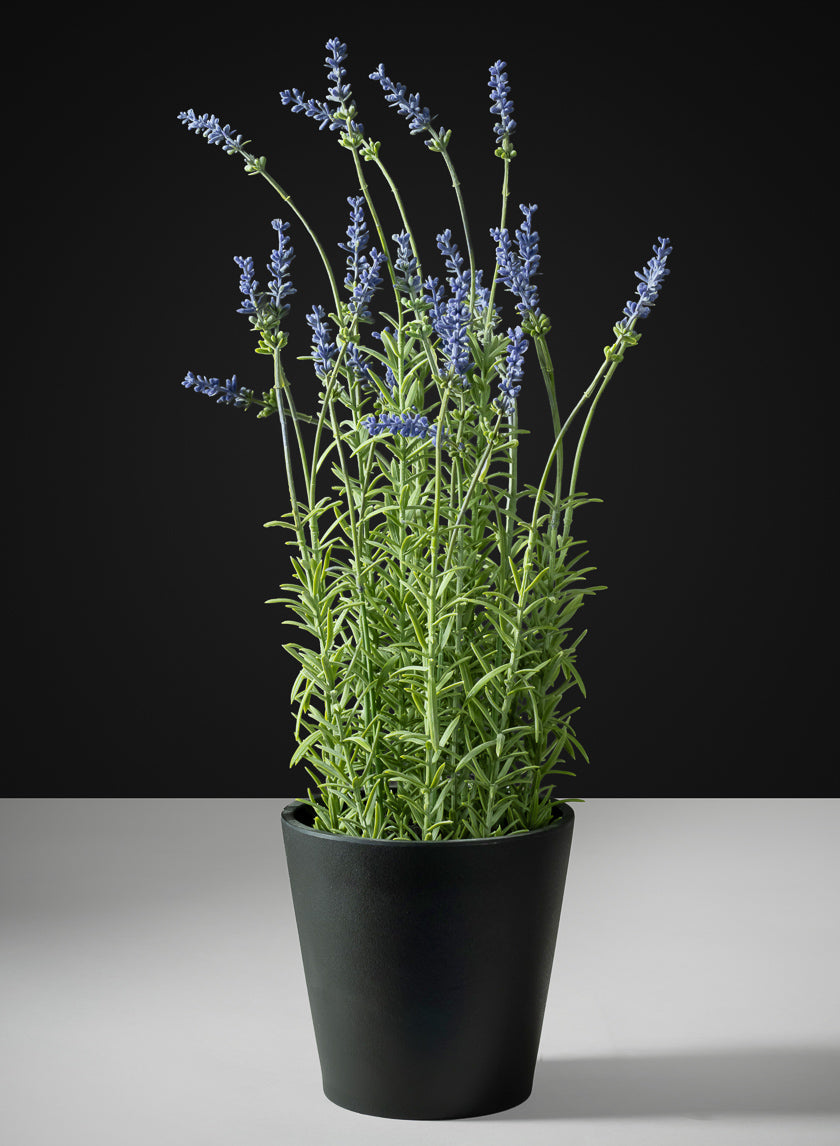 18in Tall Lavender Plant In a Black Pot
