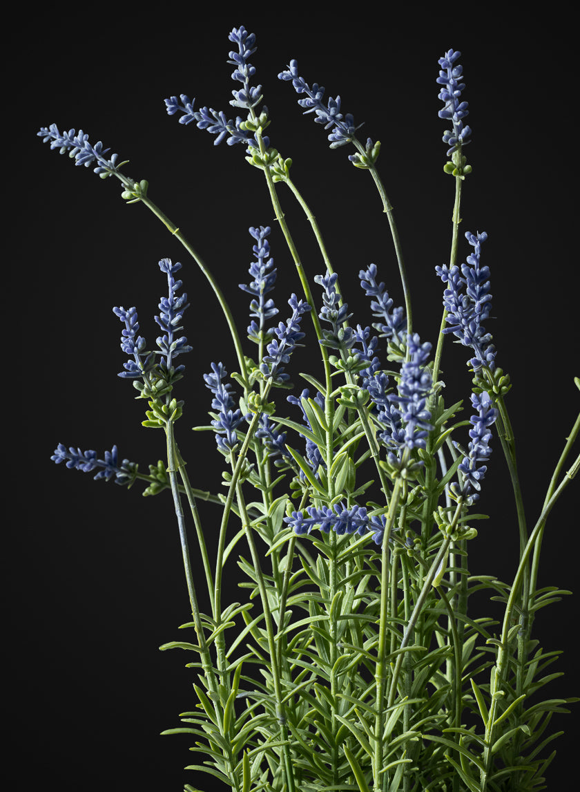 18in Tall Lavender Plant In a Black Pot