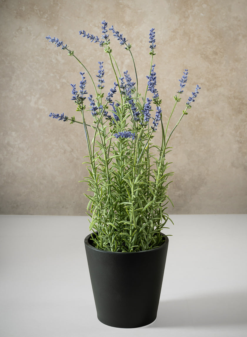 18in Tall Lavender Plant In a Black Pot