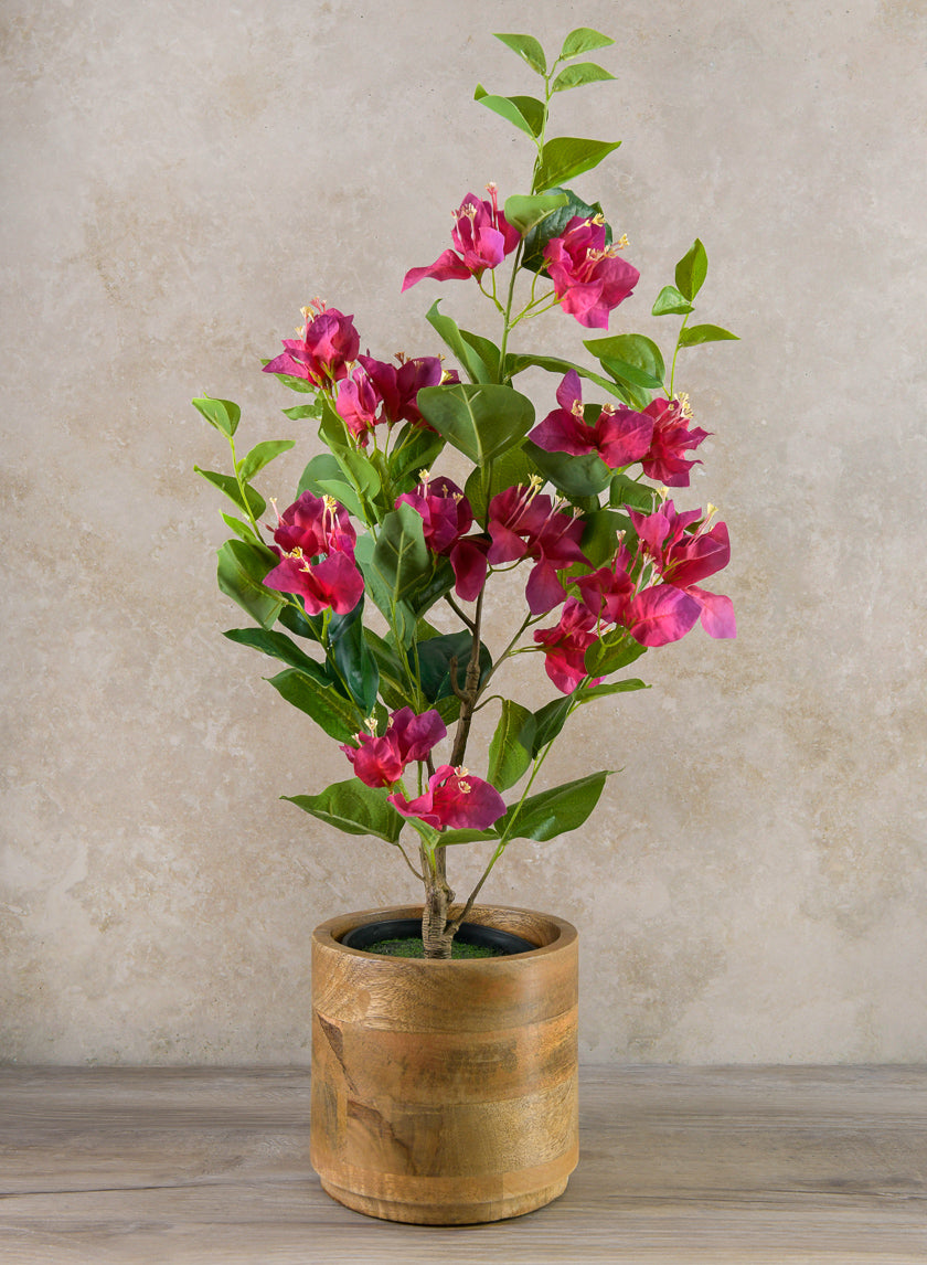 26in Long Blooming Red Bougainvillea In a Pot