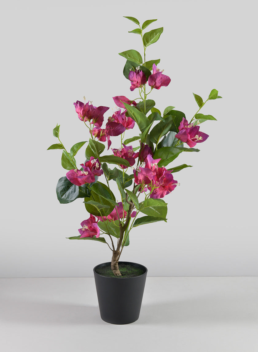 26in Long Blooming Red Bougainvillea In a Pot