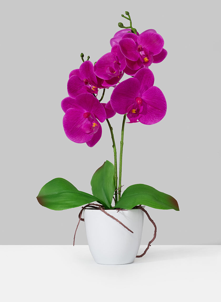 17in Long Purple Phalaenopsis Orchid In Pot