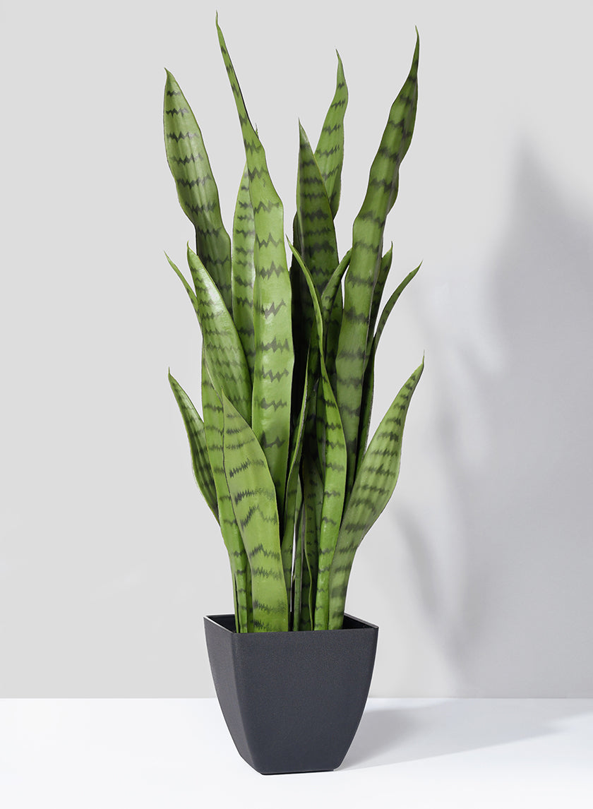 28in Tall Sansevieria Trifasciata Snake Plant