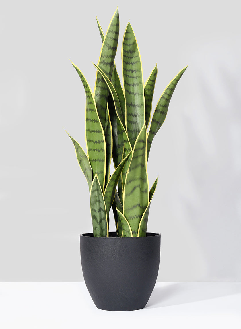27in Tall Sansevieria Trifasciata Snake Plant