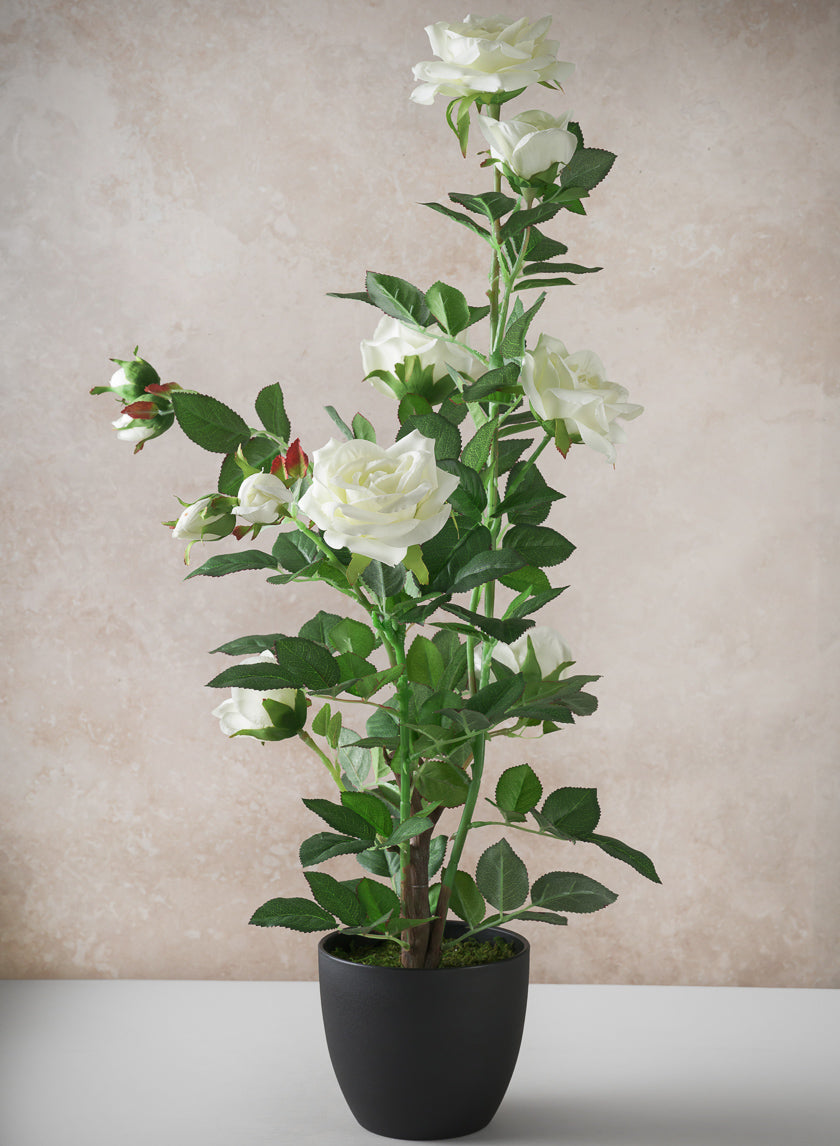 26in Tall White Garden Rose Plant In a Black Pot