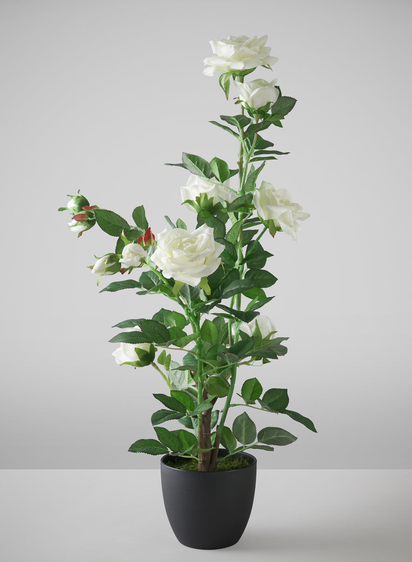 26in Tall White Garden Rose Plant In a Black Pot