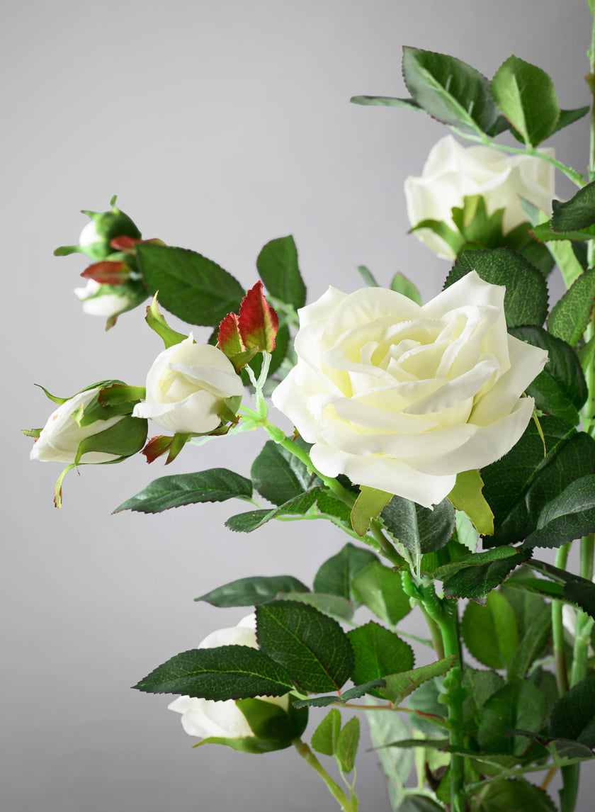 26in Tall White Garden Rose Plant In a Black Pot