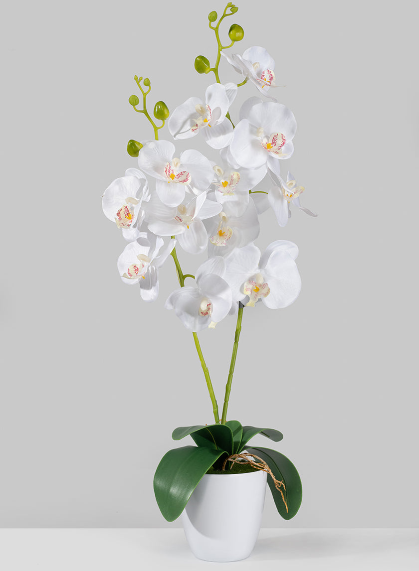 27in Tall White Phalaenopsis Orchid In Pot