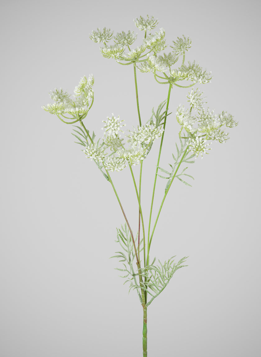 31in Long White Queen Anne's Lace Stem, Case of 12