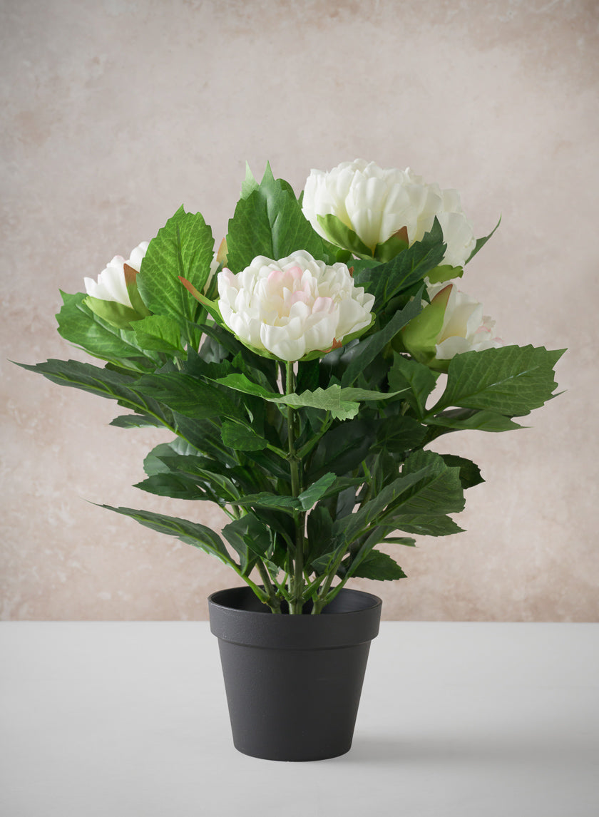 17in Tall White Peony Plant In a Black Pot