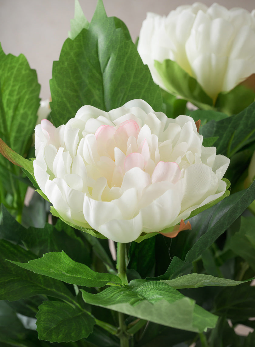 17in Tall White Peony Plant In a Black Pot