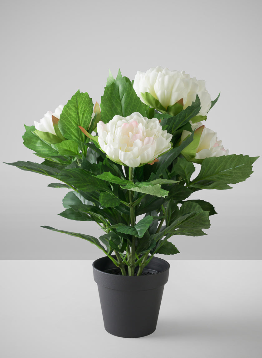 17in Tall White Peony Plant In a Black Pot