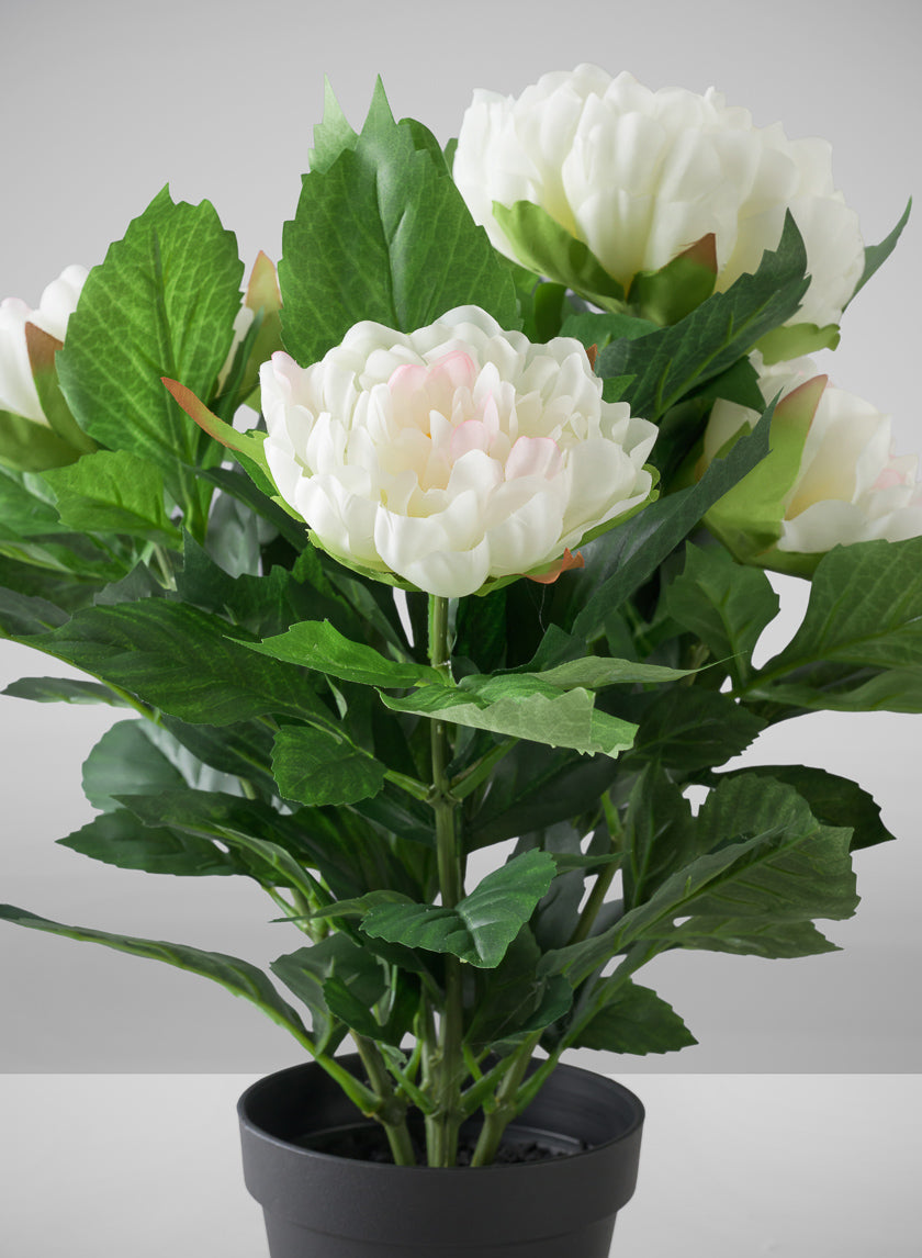 17in Tall White Peony Plant In a Black Pot