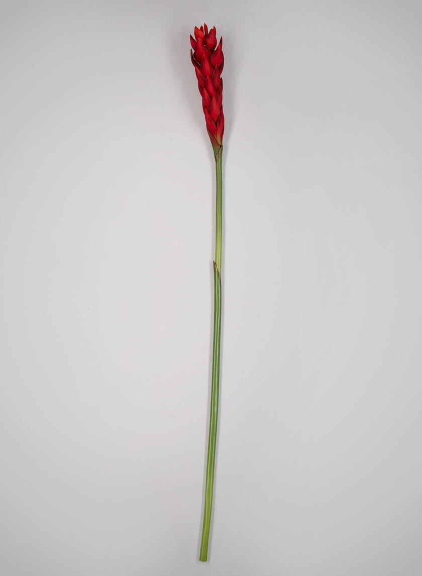 29in Long Red Ginger Stem, Case of 12