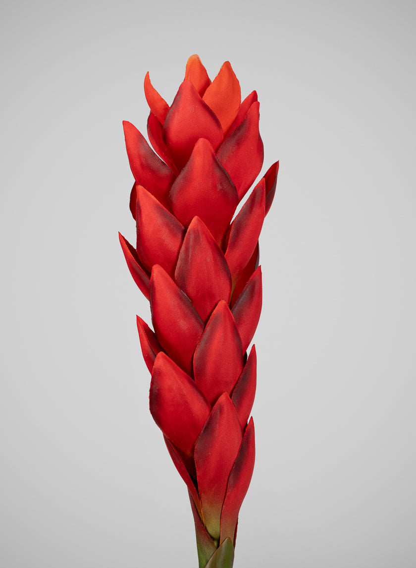 29in Long Red Ginger Stem, Case of 12