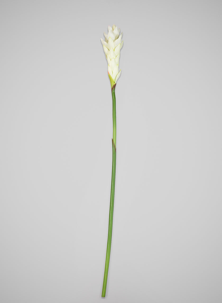 29in Long White Ginger Stem, Case of 12