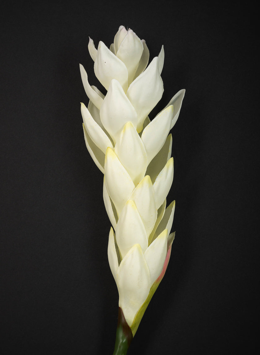 29in Long White Ginger Stem, Case of 12