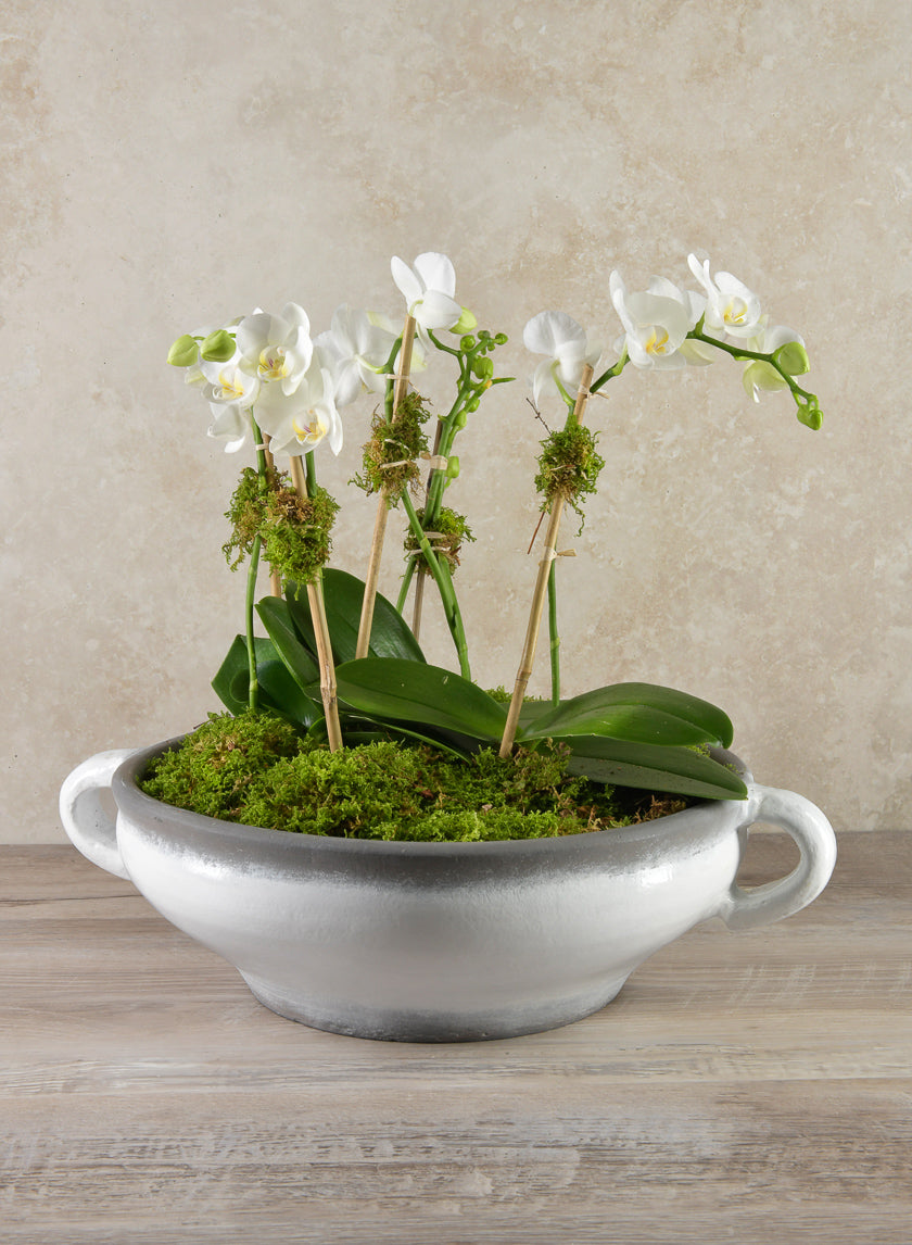 14in Tall White Phalaenopsis Orchid in Driftwood Planter