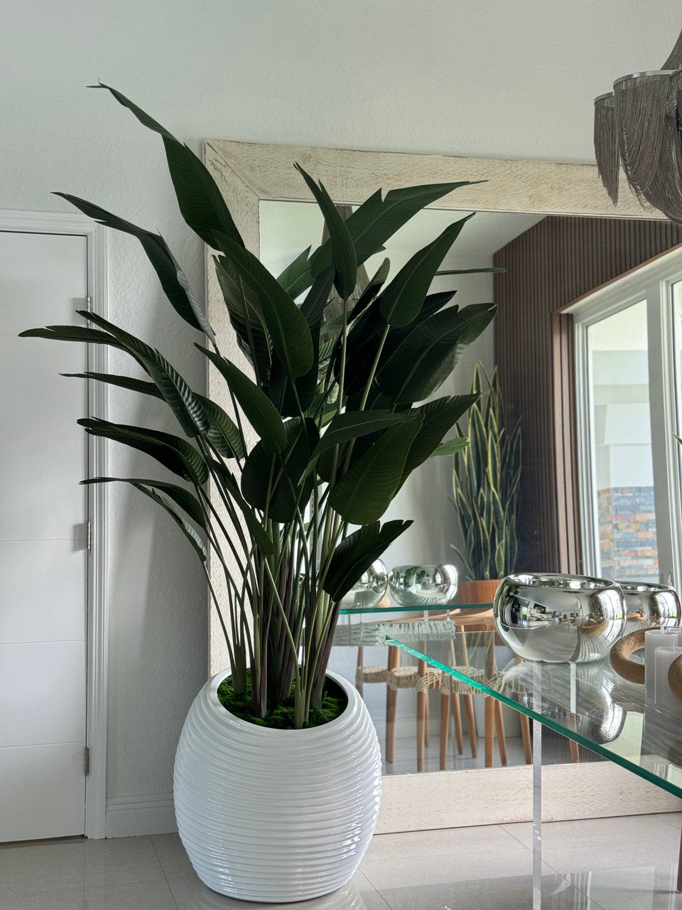 Bird of Paradise in White Spiral Planter